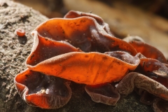 Auricularia auricula-judae