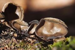 Auricularia auricula-judae