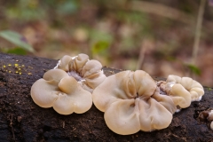 Auricularia mesenterica