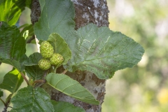 Alnus incana