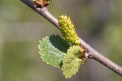 Betula nana