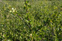 Betula nana