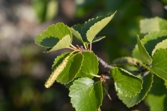 Betula pubescens