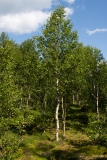 Betula pubescens
