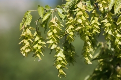 Carpinus orientalis