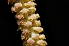 Corylus avellana