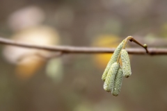 Corylus avellana