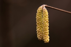 Corylus avellana