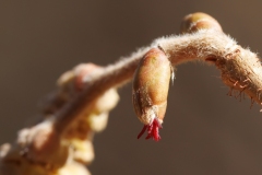 Corylus avellana