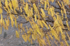 Corylus avellana