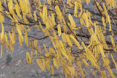 Corylus avellana
