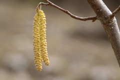 Corylus avellana