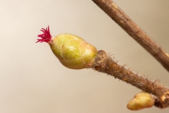 Corylus avellana