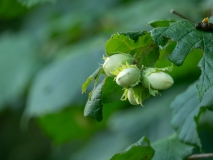 Corylus avellana
