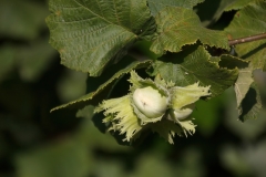 Corylus avellana