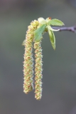 Ostrya carpinifolia