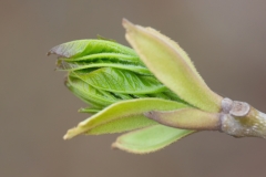 Ostrya carpinifolia