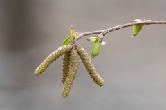 Ostrya carpinifolia