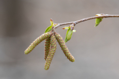 Ostrya carpinifolia