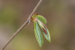 Ostrya carpinifolia