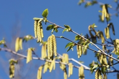 Ostrya carpinifolia