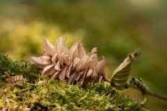 Ostrya carpinifolia