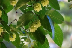 Ostrya carpinifolia