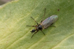 Dilophus febrilis