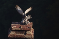 Columba livia domestica