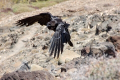 Corvus corax canariensis