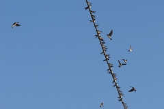 Delichon urbicum
