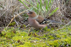 Fringilla coelebs