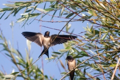 Hirundo rustica
