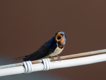 Hirundo rustica