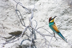 Merops apiaster