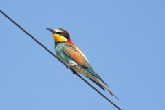 Merops apiaster