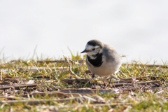 Motacilla alba