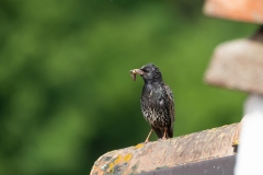 Sturnus vulgaris