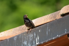 Sturnus vulgaris