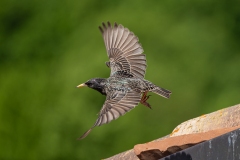 Sturnus vulgaris