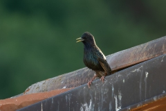 Sturnus vulgaris