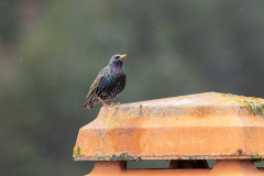 Sturnus vulgaris
