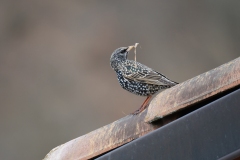 Sturnus vulgaris