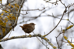 Troglodytes troglodytes
