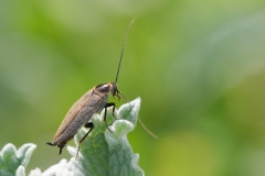 Ectobius erythronotus