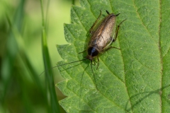 Ectobius erythronotus