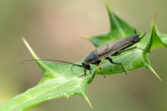 Ectobius erythronotus