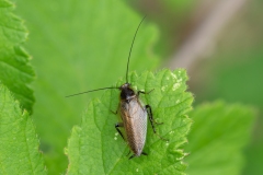 Ectobius erythronotus