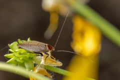 Ectobius erythronotus