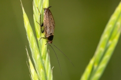 Ectobius lapponicus